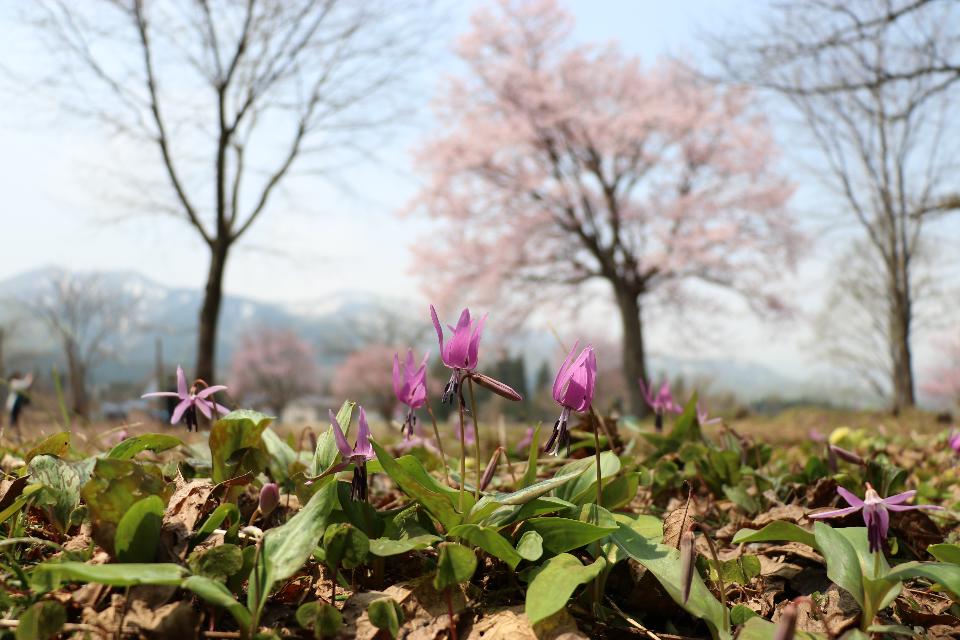 雄しべ雌しべが下を向き、紫の花弁が上向きなことが特徴のカタクリの画像